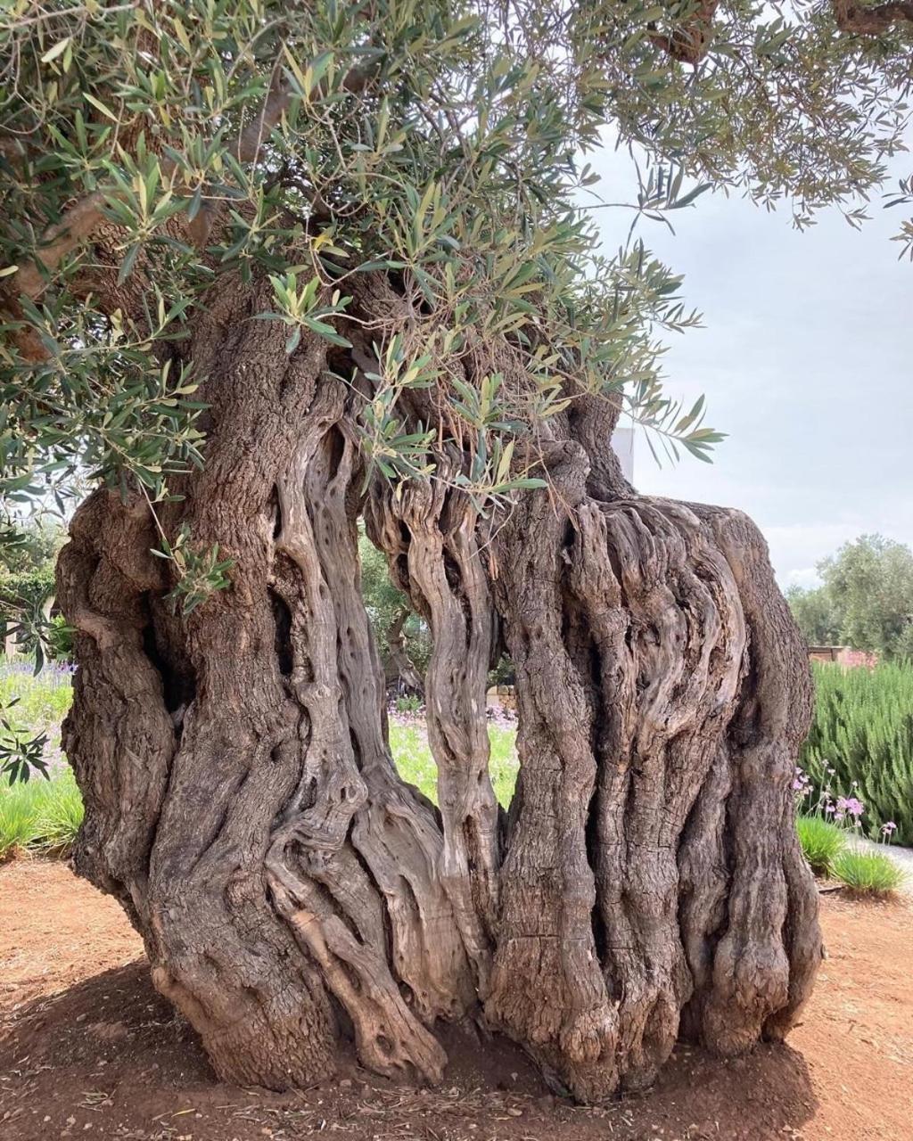Boutique Hotel Masseria Sottomasi 萨维勒特里 外观 照片