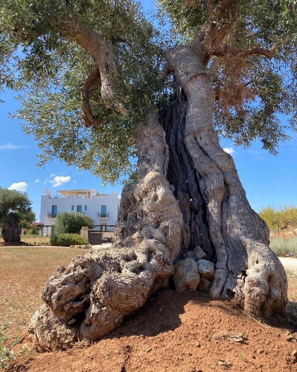 Boutique Hotel Masseria Sottomasi 萨维勒特里 外观 照片